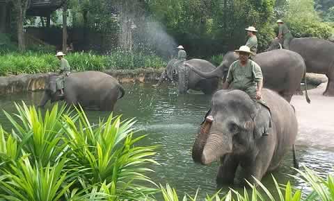 Elephant Show at Singapore Zoo is called Elephants at Work  and Play