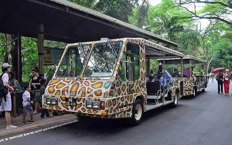 Singapore Zoo Tram.