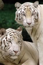 White Tigers at Singapore Zoo are one of the main tourist attractions.