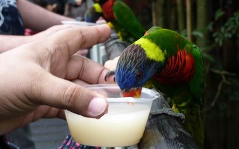 Visitor feeding a Lory at Jurong Bird Park's Lory Loft.