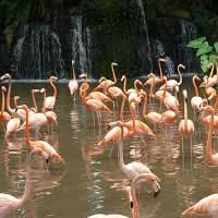 Flamingoes at Jurong Bird Park. It's a must see tourist attraction.