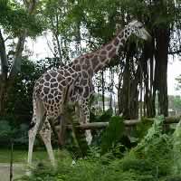 Singapore's Zoo is one of Singapore's best animal attractions.