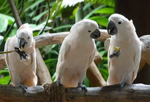 Singapore’s Best Animal Attractions, Zoos, Aquariums, Bird Parks