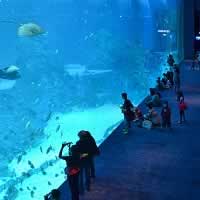 Singapore's S.E.A. Aquarium is the world’s largest aquarium.